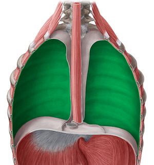 Costal part of parietal pleura (#7684)