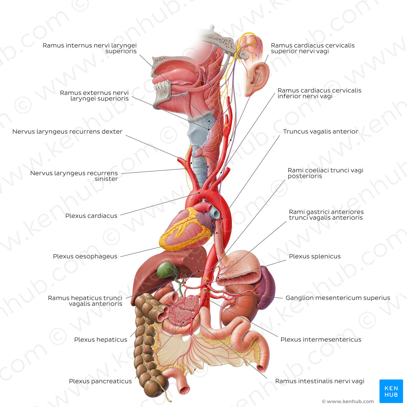 Vagus nerve: lower cervical and thoracoabdominal parts (Latin)