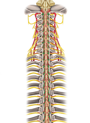 Posterior roots of spinal nerves (#8424)