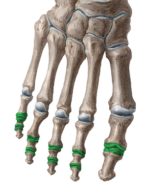 Interphalangeal joints of foot (#2036)