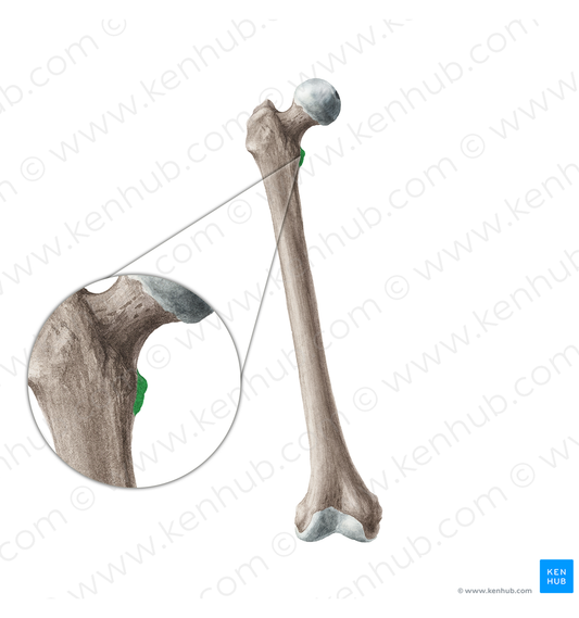 Lesser trochanter of femur (#19958)