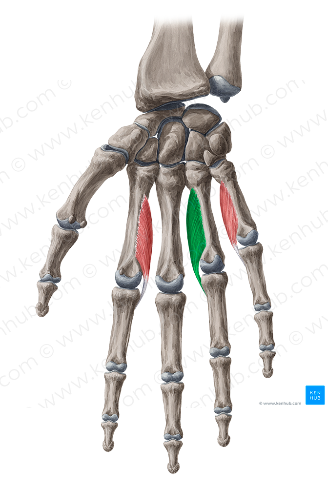 2nd palmar interosseous muscle (#5499)