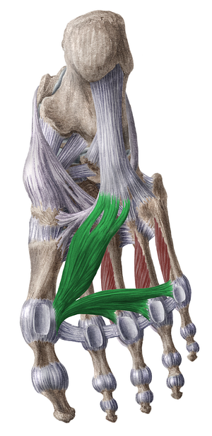 Adductor hallucis muscle (#5182)