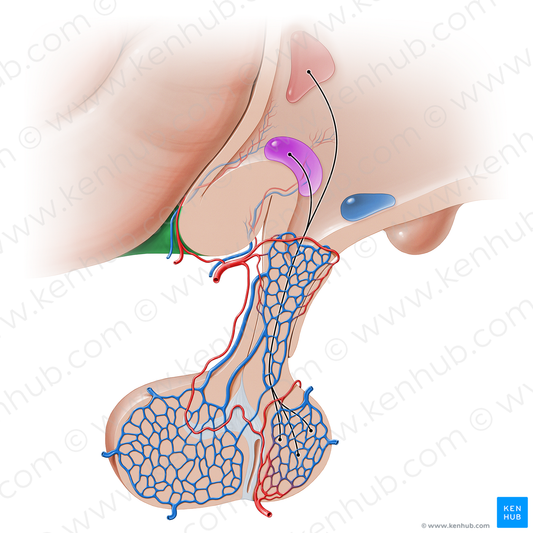 Optic nerve (#16223)