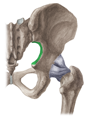 Greater sciatic notch of hip bone (#4291)