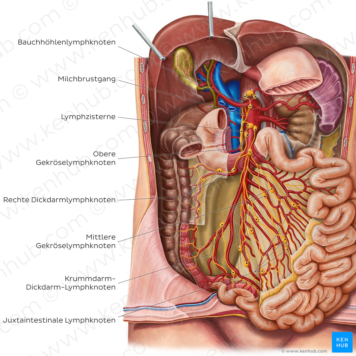 Lymph nodes of the small intestine (German)