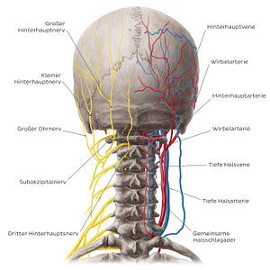 Neurovasculature of the dorsal neck (German)