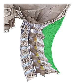 Nuchal ligament (#4582)