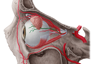 Lacrimal artery (#1473)