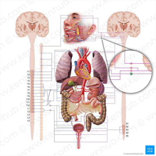 Otic ganglion (#18576)