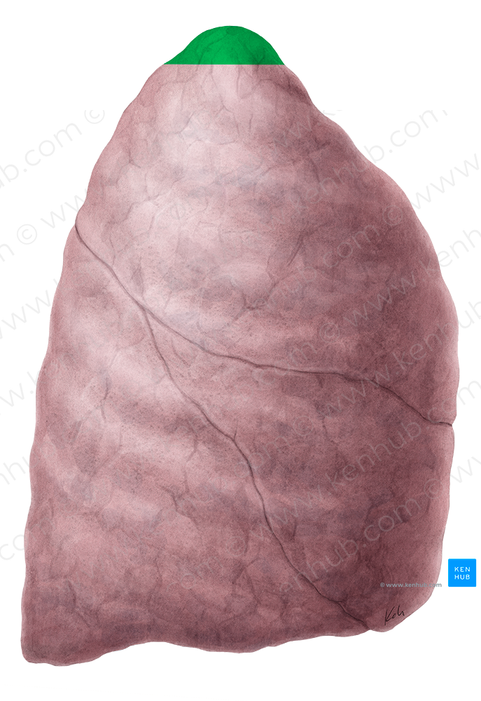Apex of right lung (#769)