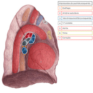 Impressions of left lung (Portuguese)