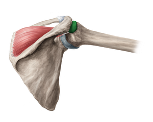 Subdeltoid & subacromial bursae (#2272)