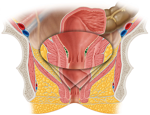 Internal rectal venous plexus (#8070)