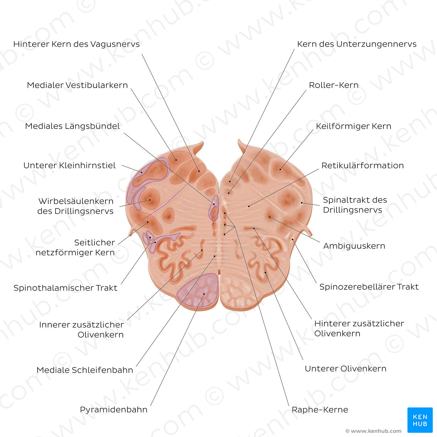 Medulla oblongata: Vagus nerve level (German)