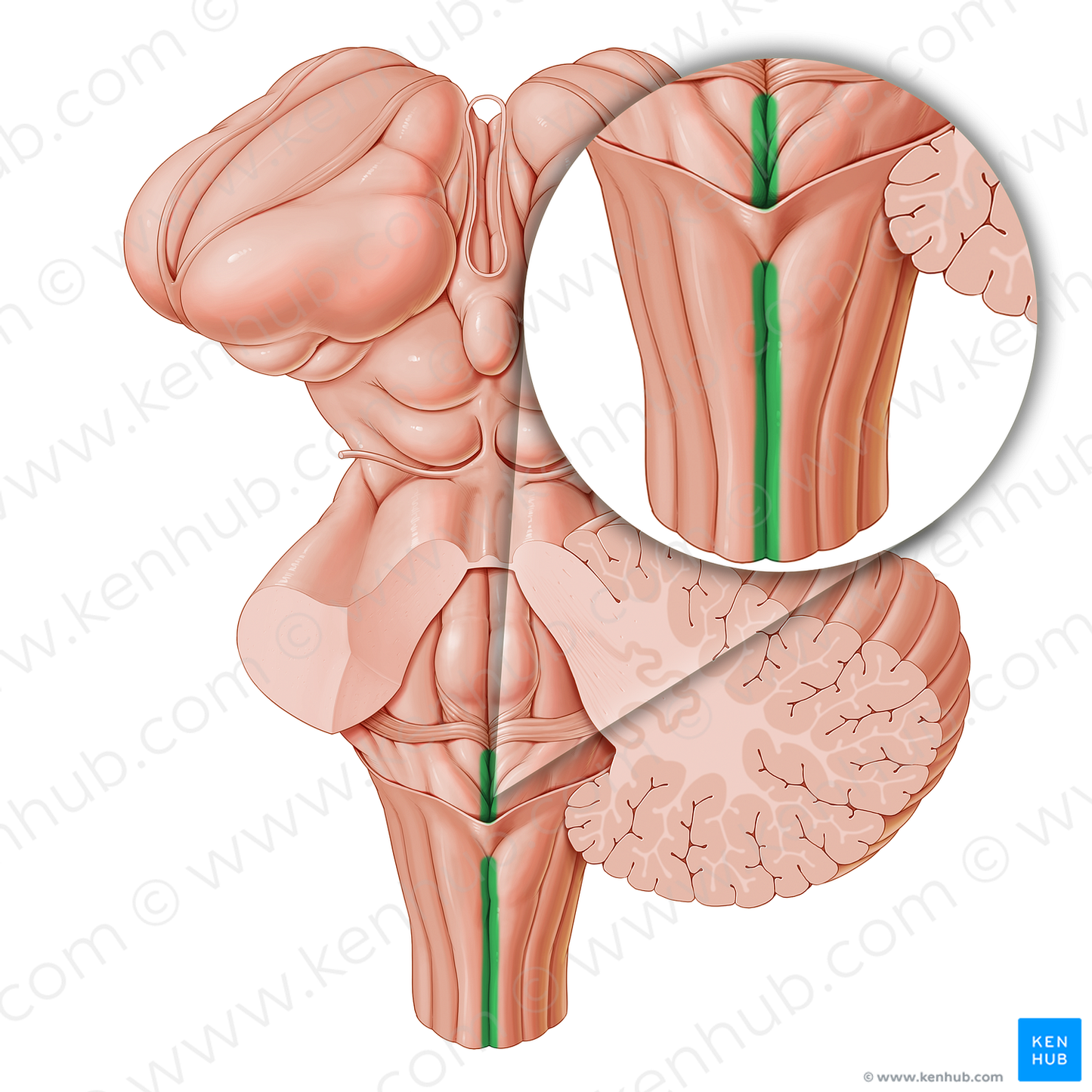 Posterior median sulcus (#9282)