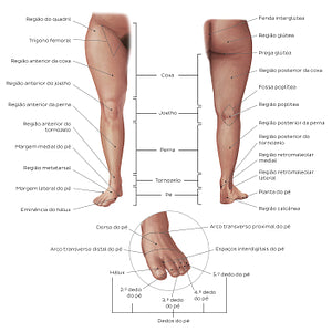 Regions of the lower extremity (Portuguese)