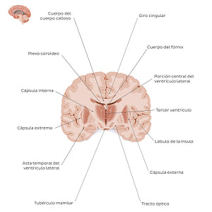 Coronal section of the brain (thalamus level): White matter structures (Spanish)