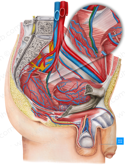 Left middle anorectal artery (#1727)