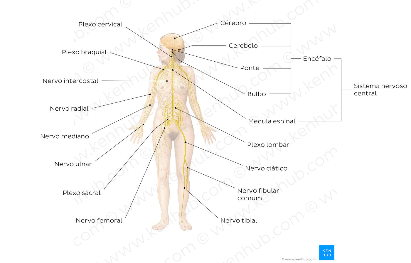 Nervous system (Portuguese)