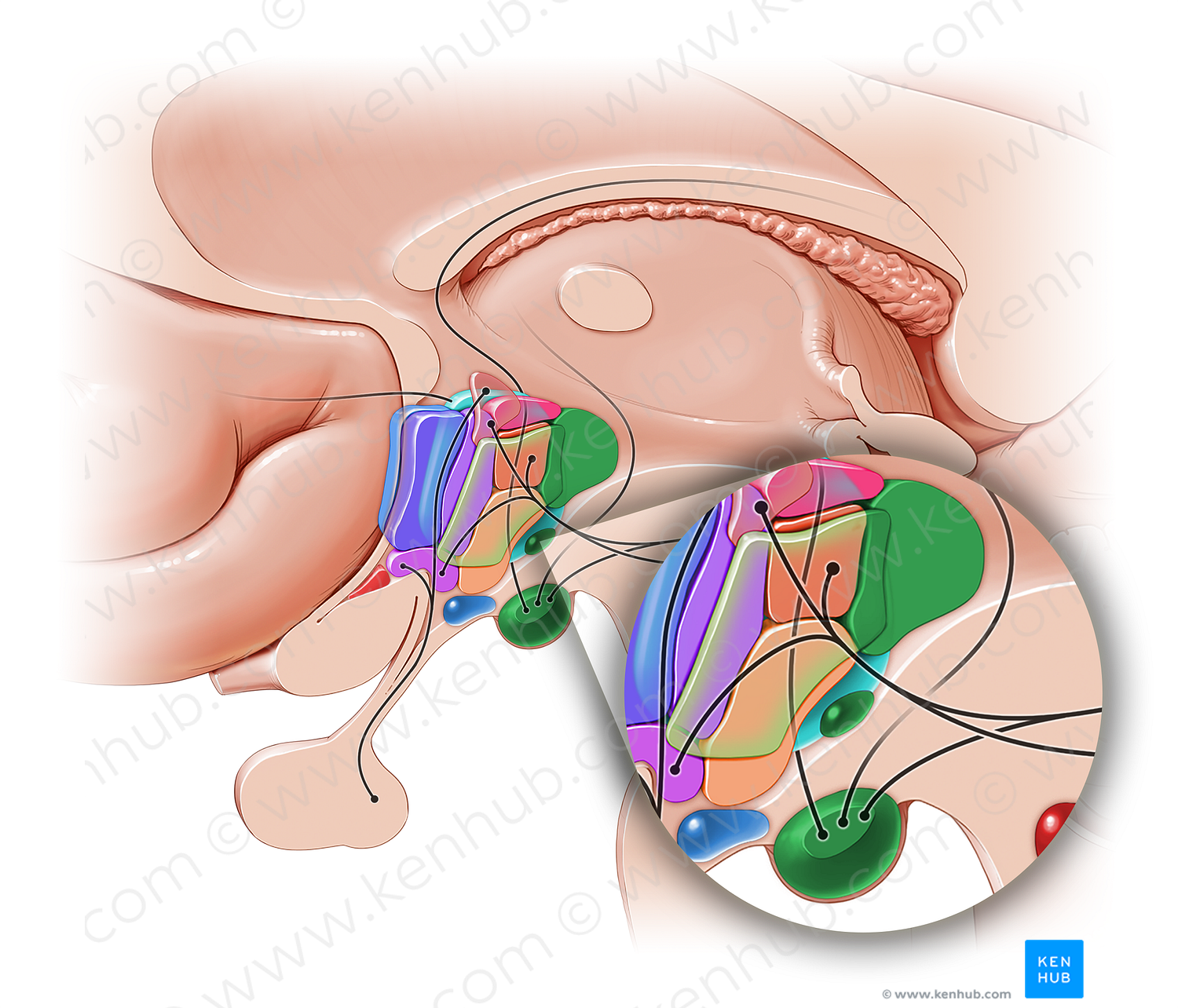 Posterior hypothalamic area (#10864)