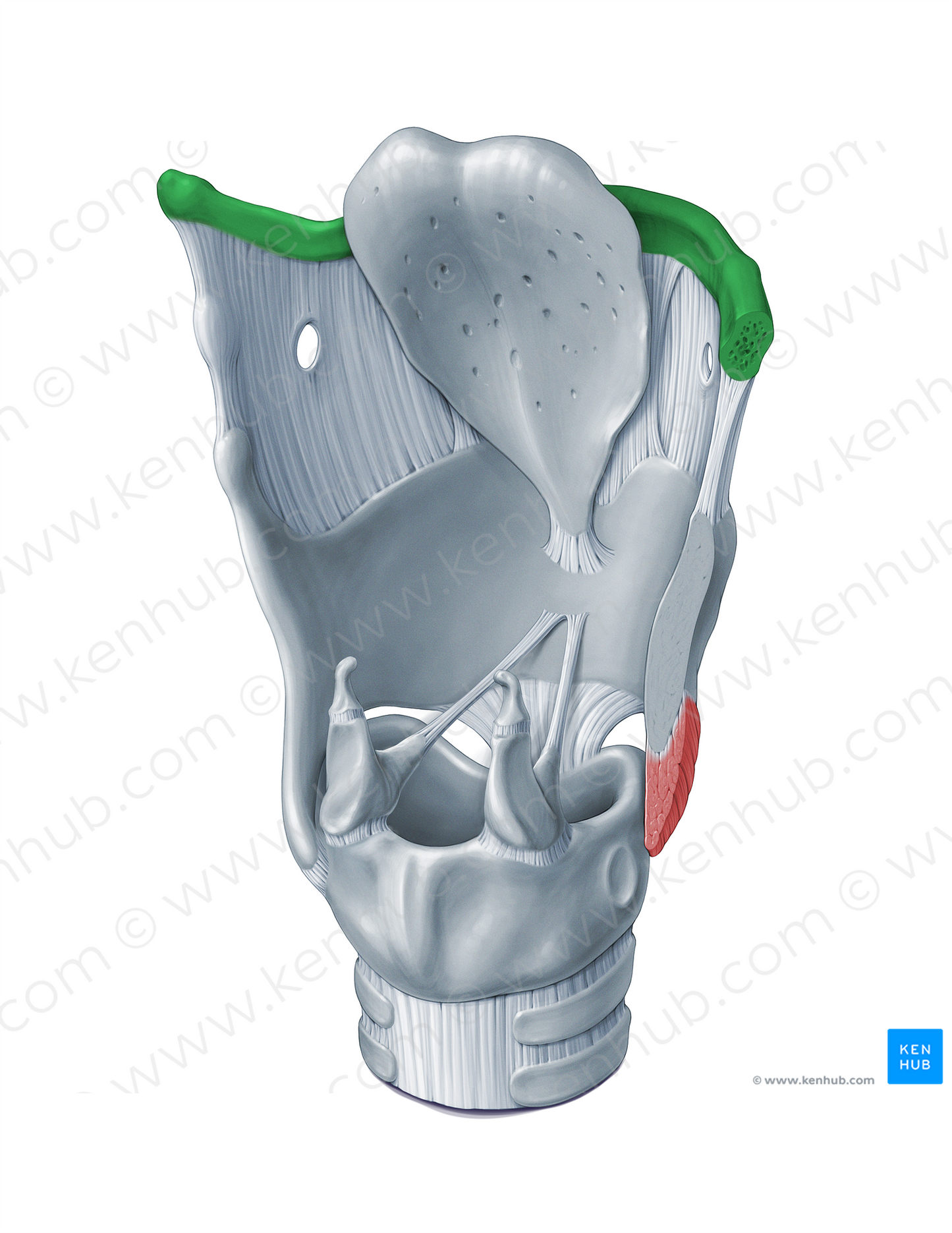 Hyoid bone (#18311)