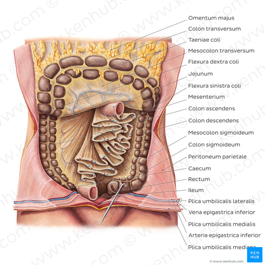 Mesentery (Latin)