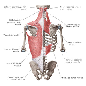 Superficial muscles of the back (English)