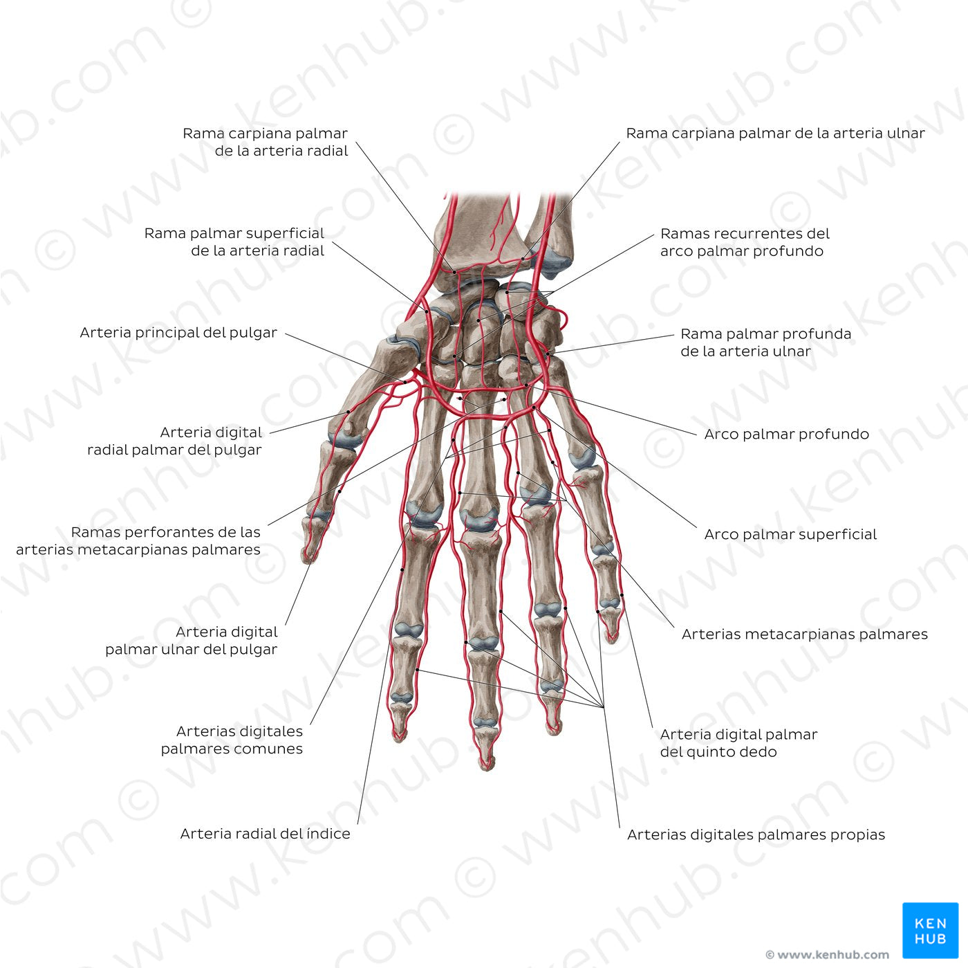 Arteries of the hand: Palmar view (Spanish)
