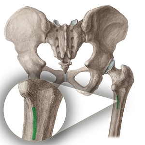 Pectineal line of femur (#16441)