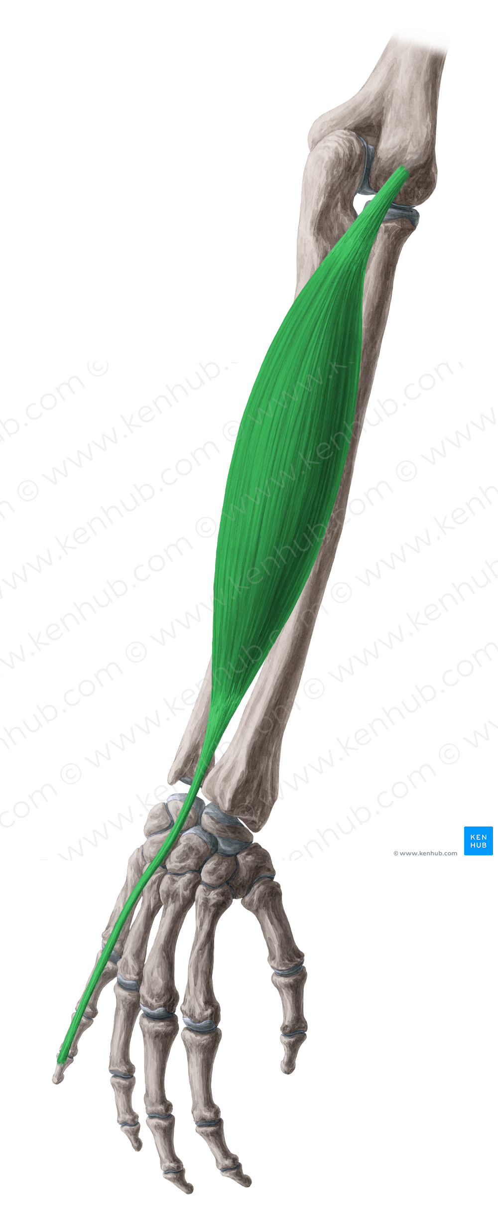 Extensor digiti minimi muscle (#5320)