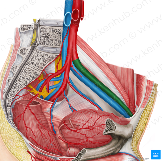 Left external iliac artery (#1411)