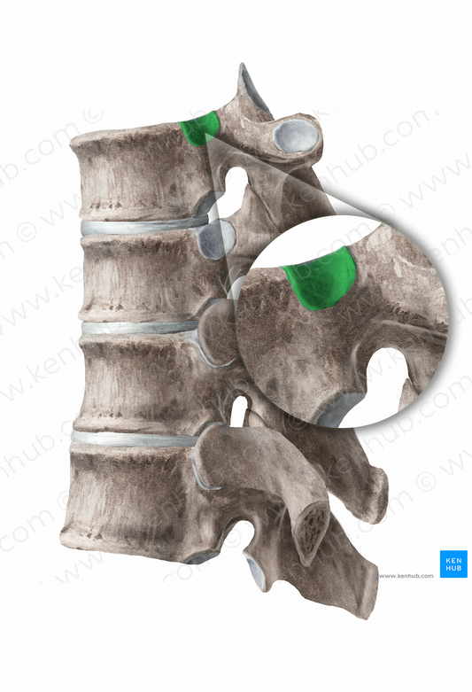 Superior costal facet of vertebra (#11270)