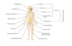 Nervous system (German)