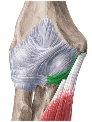 Ulnar collateral ligament of elbow joint (#4500)