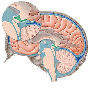 Cistern of transverse fissure (#21432)