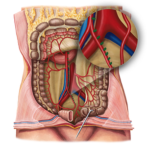 Intestinal arteries (#1164)