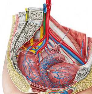 Left common iliac vein (#10290)