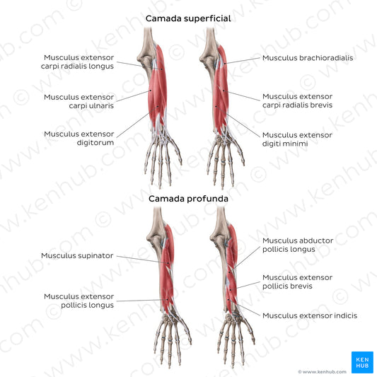 Extensors of the forearm (PT headlines) (Latin)