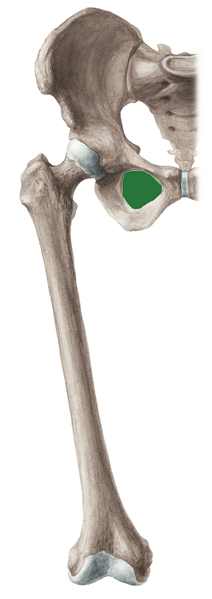 Obturator foramen of hip bone (#3780)