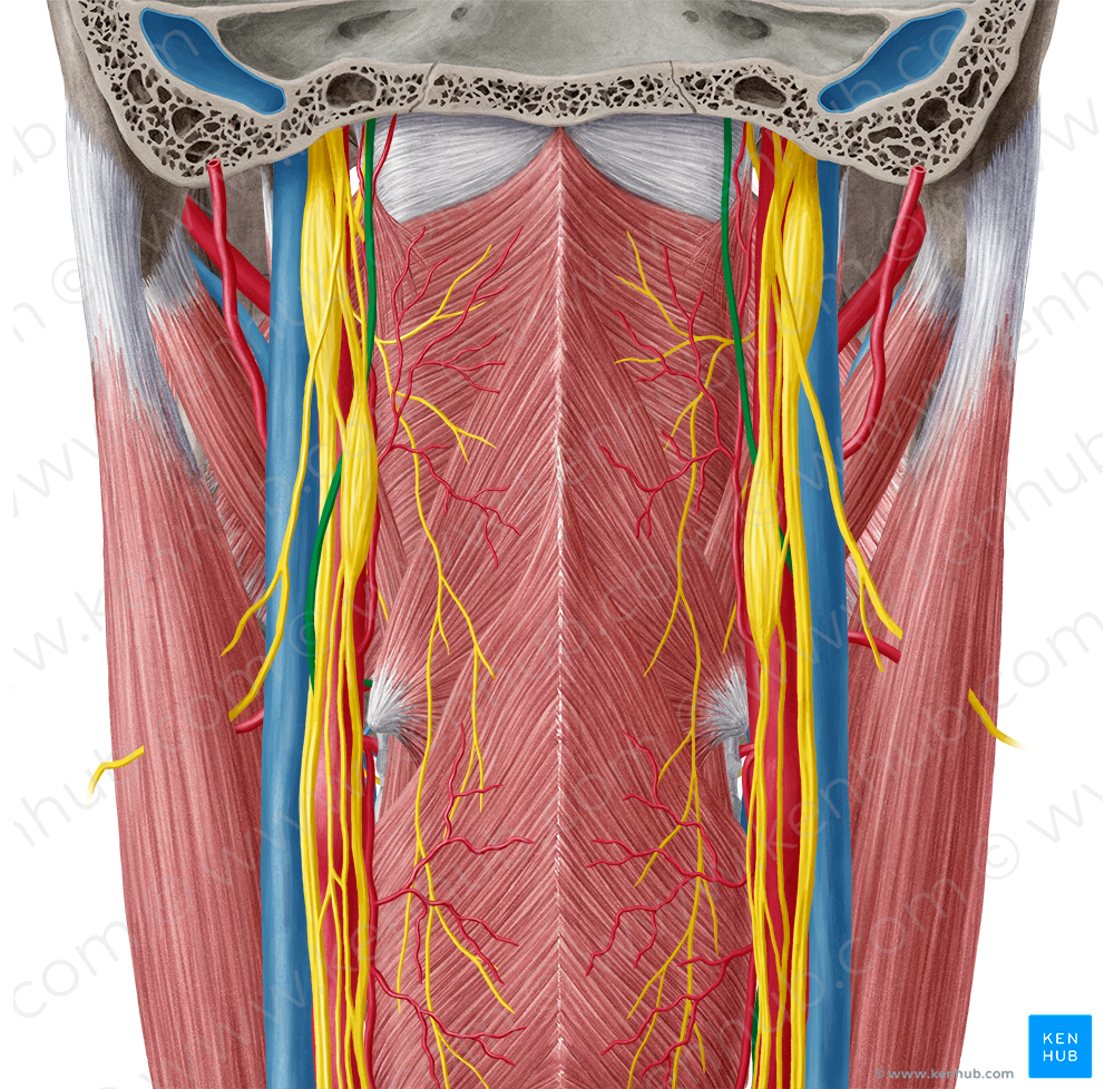 Hypoglossal nerve (#6459)