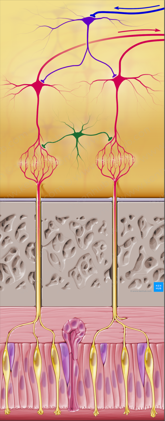 Periglomerular cell (#20624)