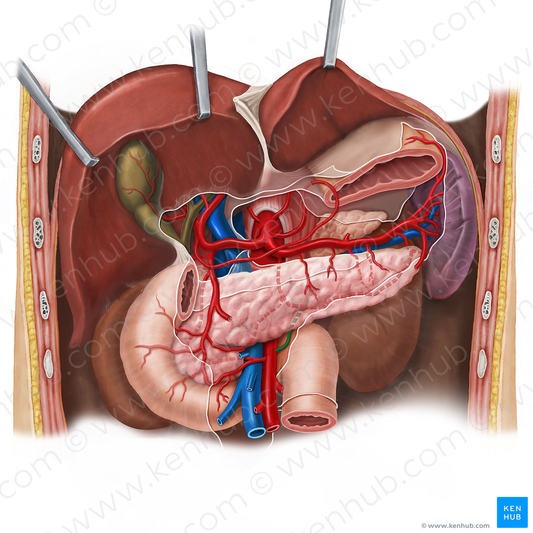 Anastamosis between superior mesenteric artery and inferior pancreatic artery (#638)