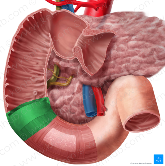 Inferior duodenal flexure (#3704)