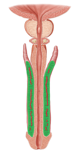 Corpus cavernosum of penis (#2903)