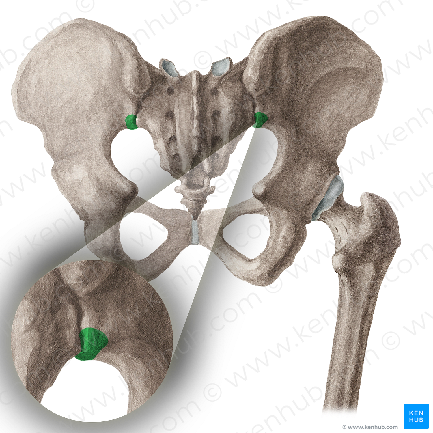 Posterior inferior iliac spine (#16033)