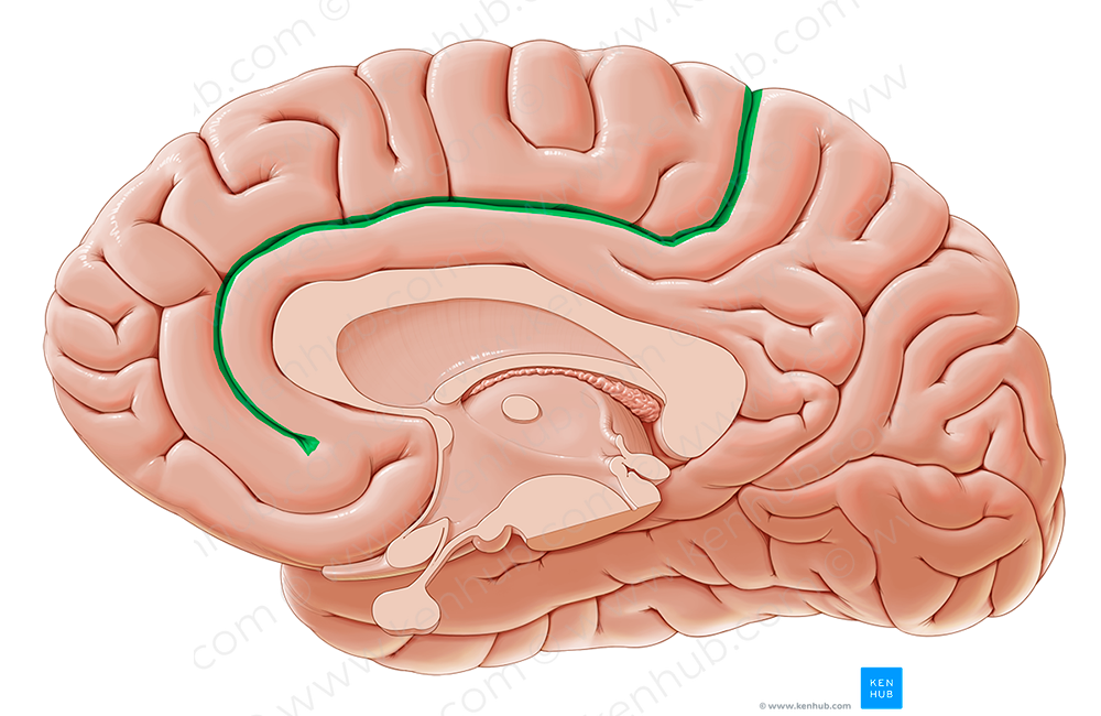 Cingulate sulcus (#9246)