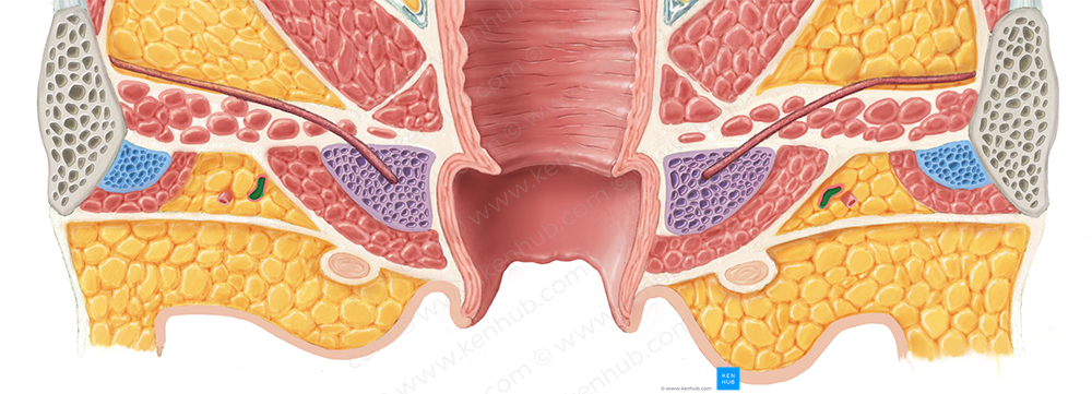 Perineal artery (#1623)