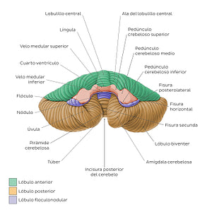 Cerebellum - Anterior view (Spanish)