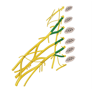 Roots of brachial plexus (#20584)